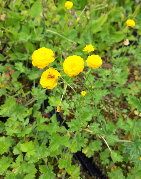 Ranunculus acris `Multiplex`
