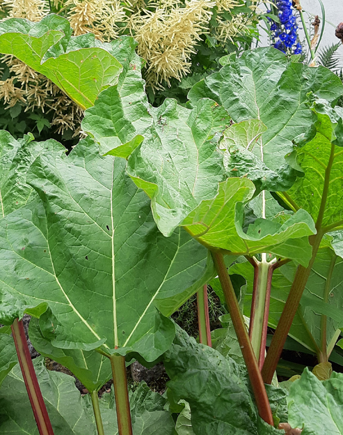 Rheum rhabarbarum ``