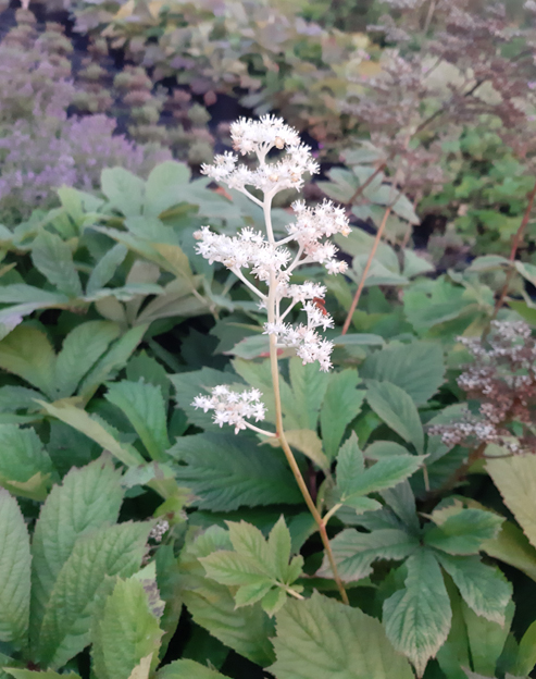 Rodgersia Hybride `Spitzentänzerin`