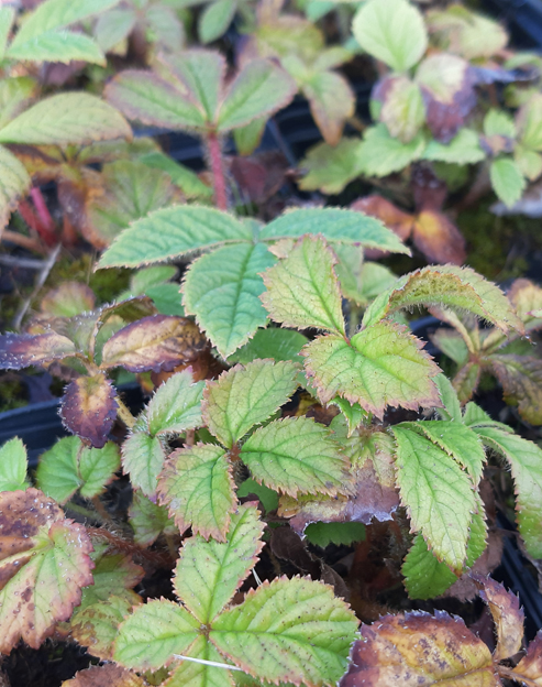 Rodgersia henrici ``