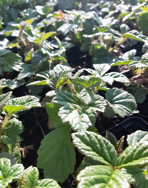 Rodgersia pinnata ``