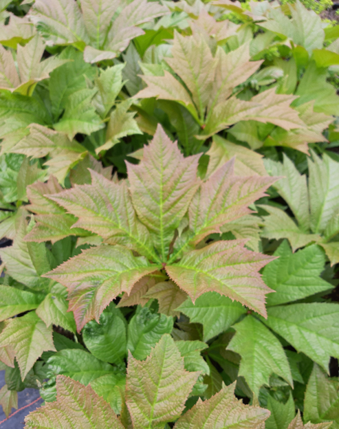 Rodgersia podophylla `Rotlaub`