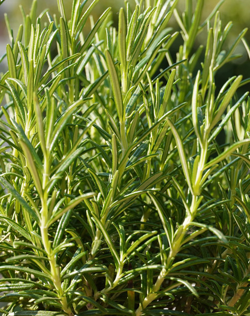 Rosmarinus officinalis ``