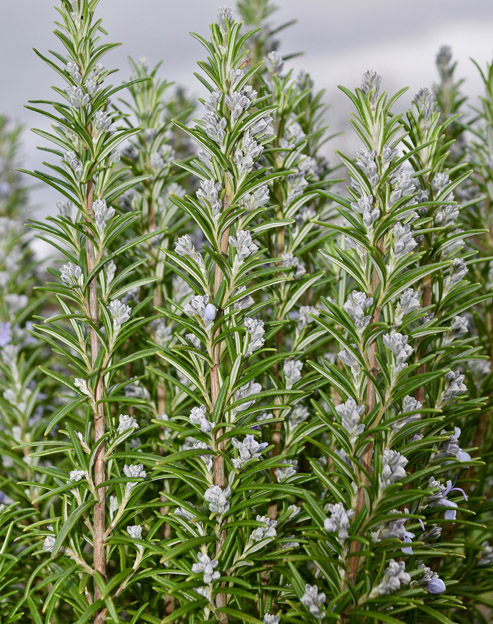 Rosmarinus officinalis `Arp`