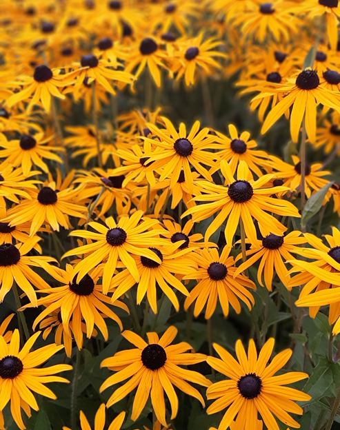 Rudbeckia fulgida `Goldsturm`