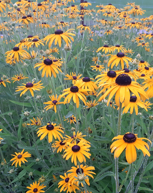 Rudbeckia speciosa ``