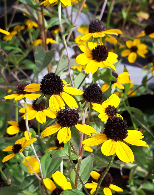 Rudbeckia triloba ``