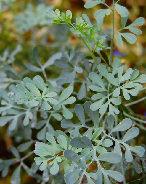 Ruta graveolens ``