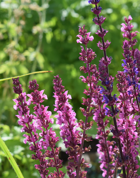 Salvia nemorosa `Amethyst`