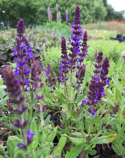 Salvia nemorosa `Ostfriesland`