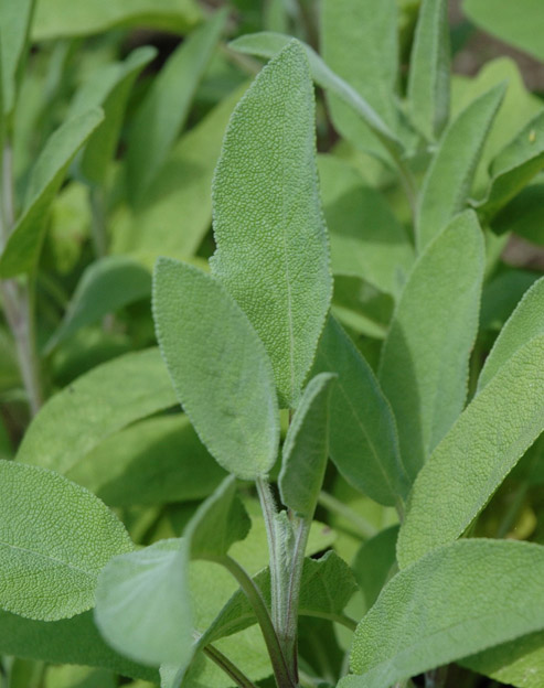 Salvia officinalis ``