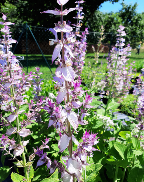 Salvia sclarea ``