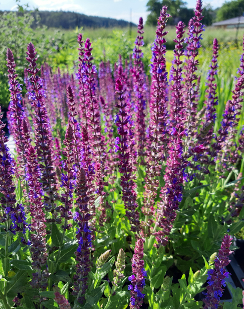 Salvia superba `Blaukönigin`