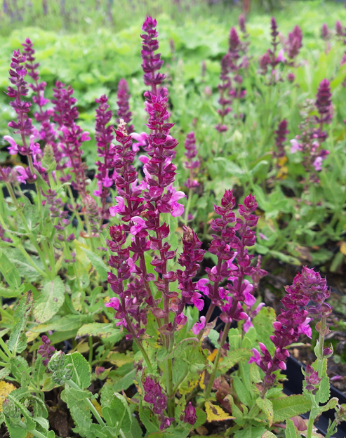 Salvia superba `Rosakönigin`