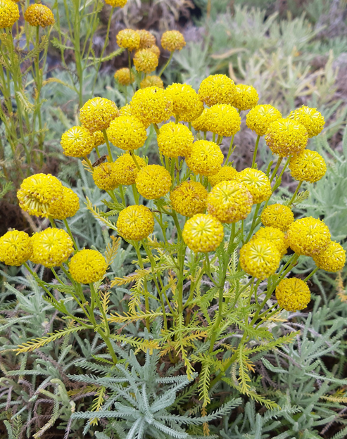 Santolina chamaecyparissus ``