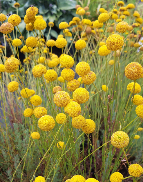 Santolina viridis ``