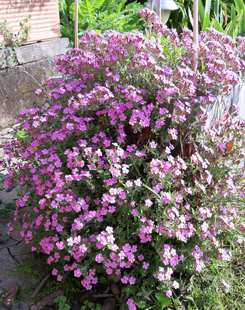 Saponaria ocymoides ``