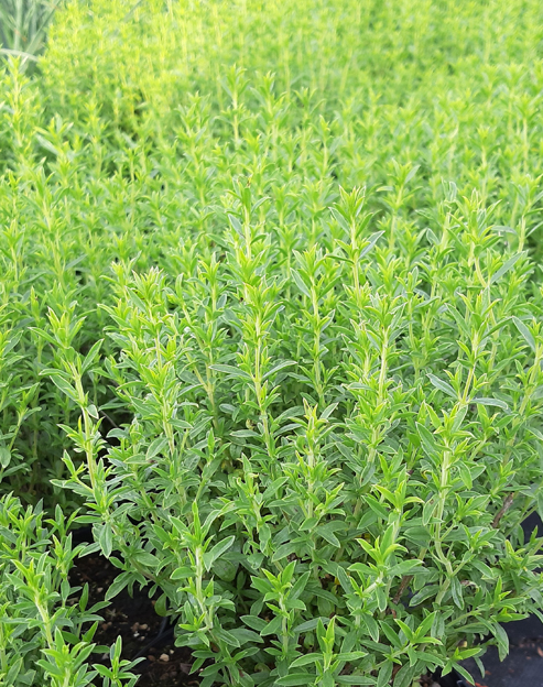 Satureja montana `Aromakugel`