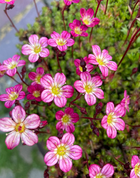 Saxifraga arendsii `Blütenteppich`