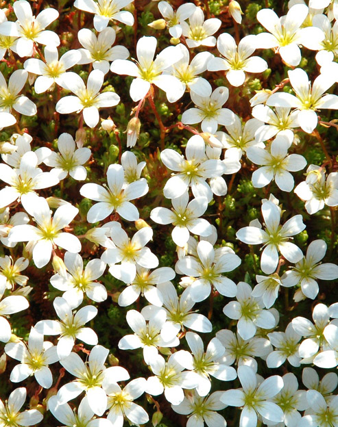 Saxifraga arendsii `Frühlingsschnee`