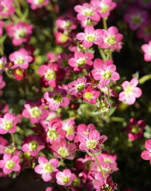 Saxifraga arendsii `Ingeborg`