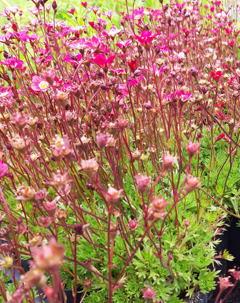 Saxifraga arendsii `Purpurmantel`
