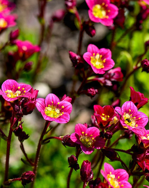 Saxifraga arendsii `Rosenzwerg`