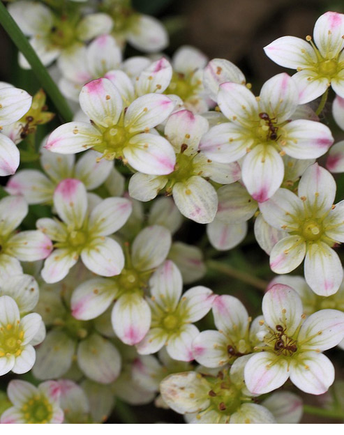 Saxifraga arendsii `Schwefelglanz`