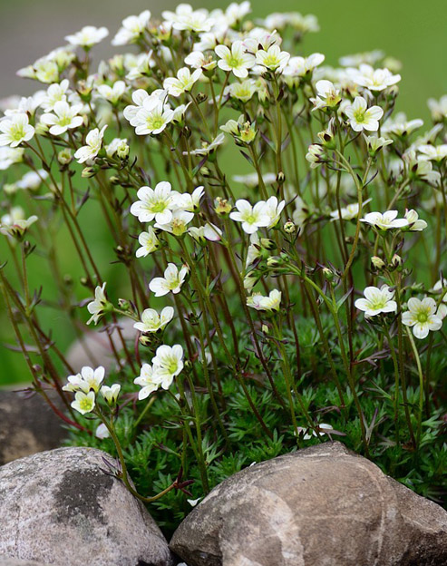 Saxifraga arendsii `weiss`