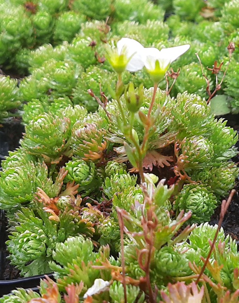 Saxifraga cespitosa `Findling`