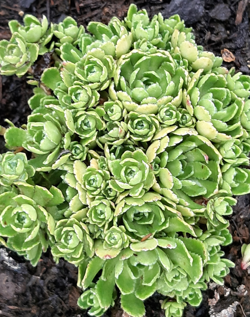 Saxifraga paniculata `Minor`