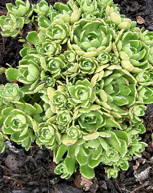 Saxifraga paniculata `Portae`