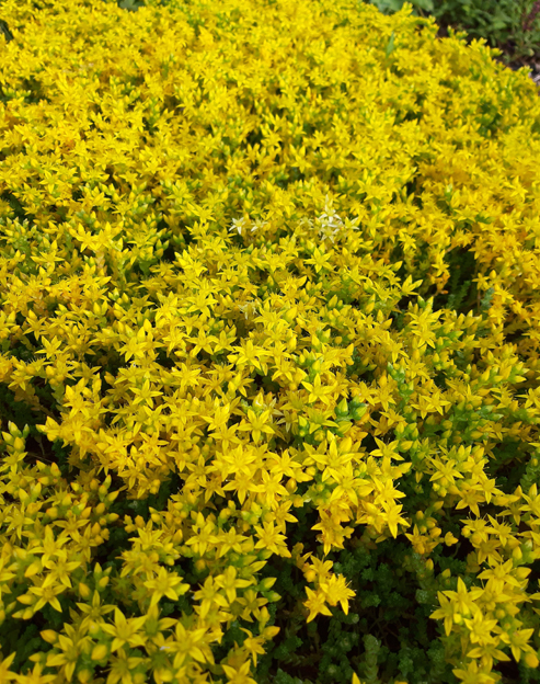 Sedum acre ``