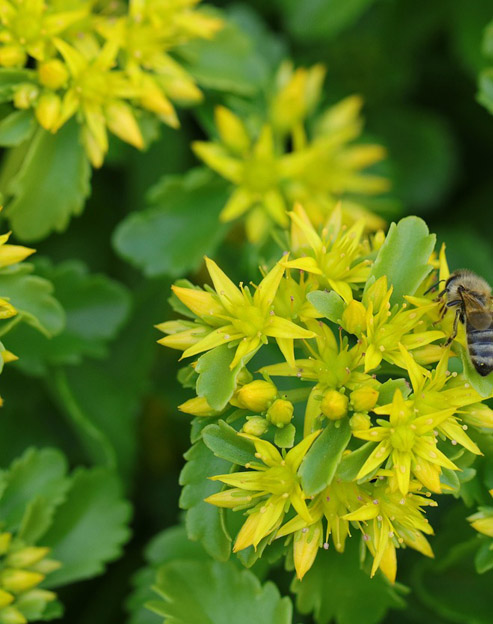 Sedum aizoon ``