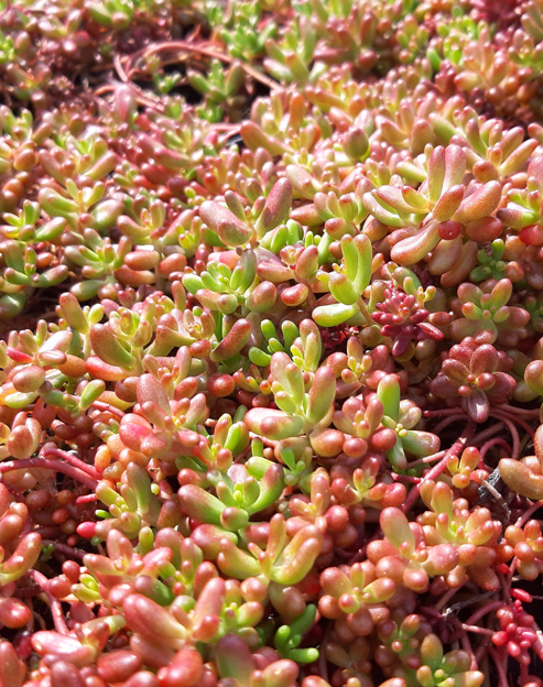 Sedum album ``