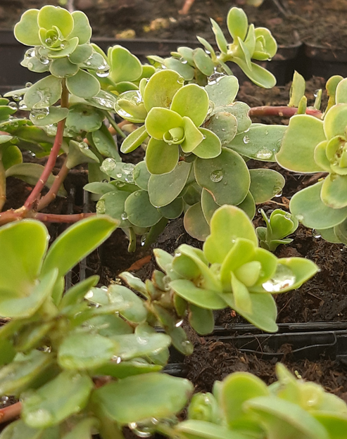 Sedum anacampseros ``