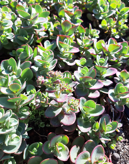 Sedum ewersii ``