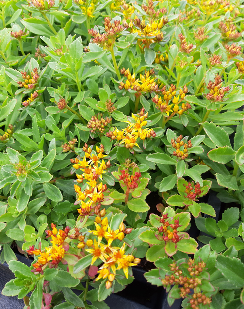 Sedum kamtschaticum ``