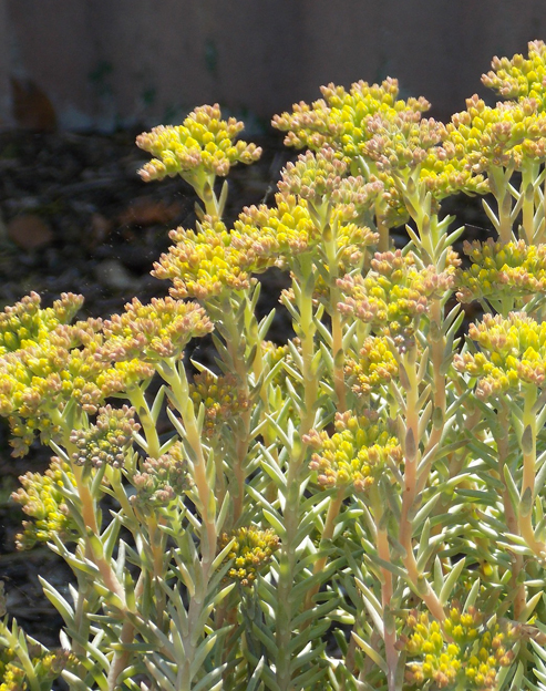 Sedum reflexum ``