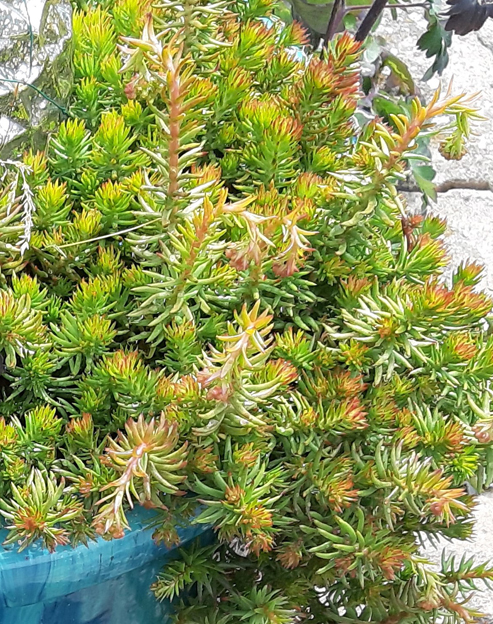 Sedum reflexum `Angelina`