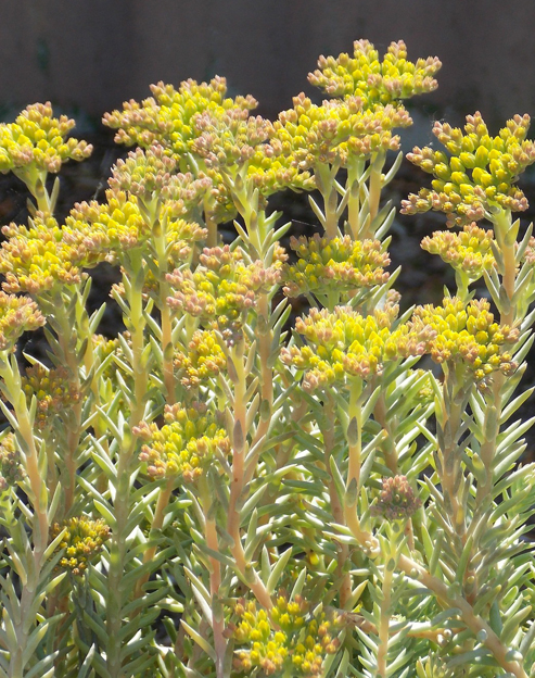 Sedum reflexum `Elegans`