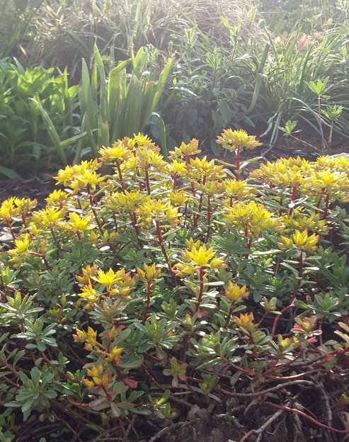 Sedum selskianum `Spirit`