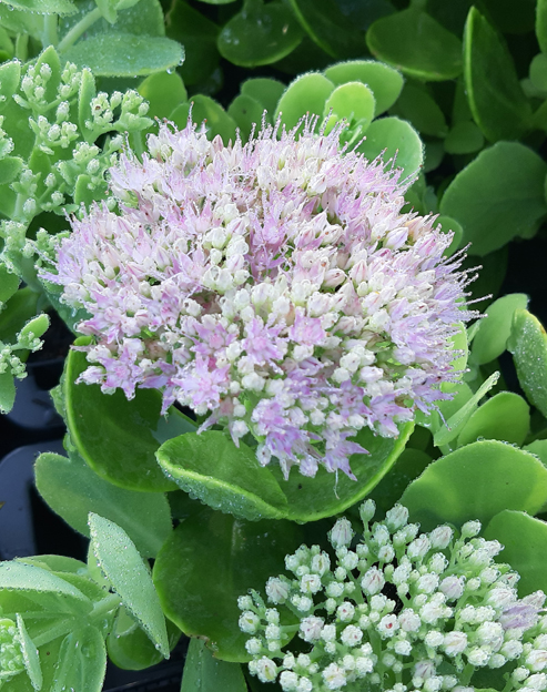 Sedum spectabile `Brillant`