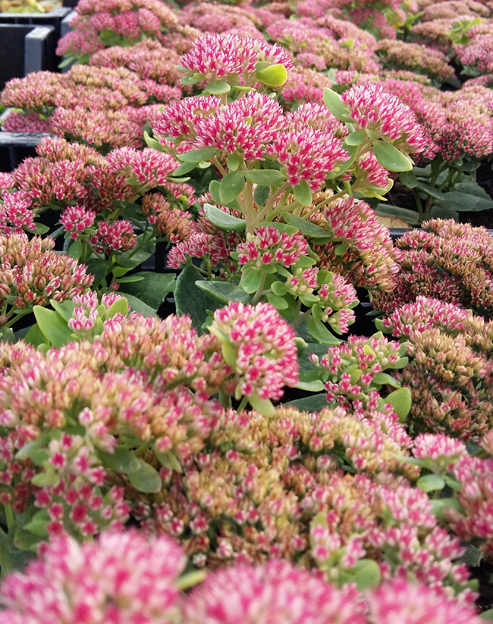 Sedum spectabile `Rosenteller`