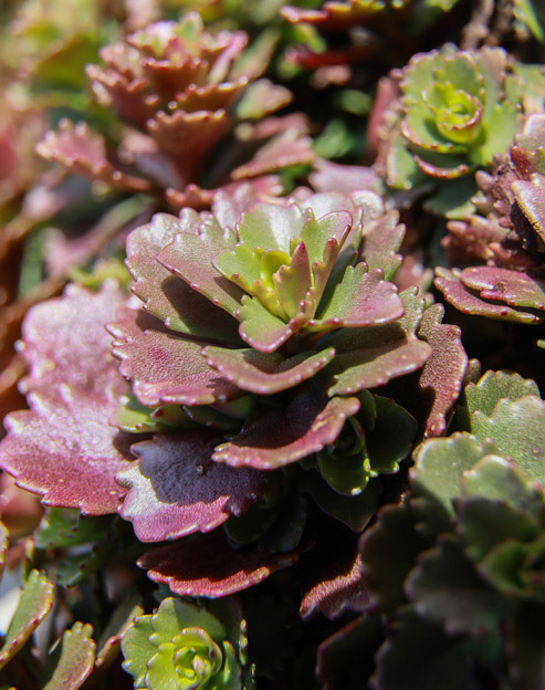 Sedum spurium ``