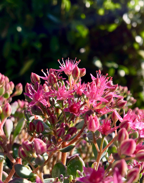 Sedum spurium `Purpurteppich`