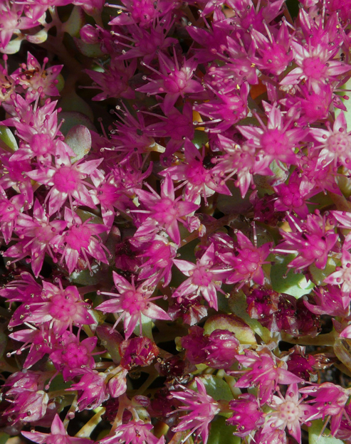 Sedum spurium `Voodoo`