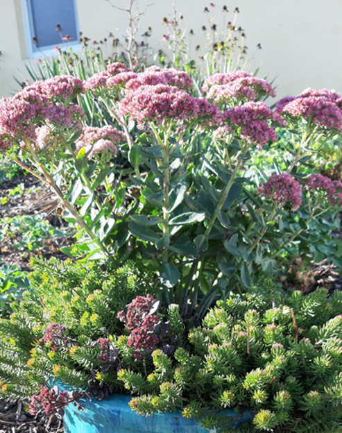 Sedum telephium `Herbstfreude`