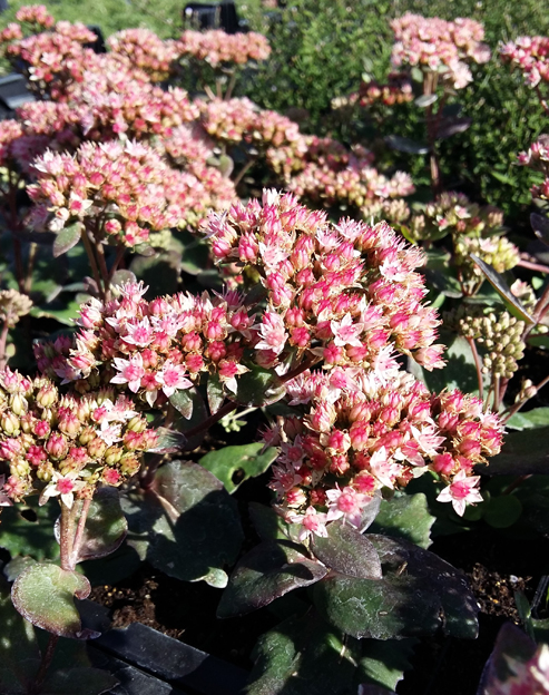 Sedum telephium `Matrona`