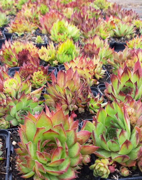 Sempervivum  `Mischung`